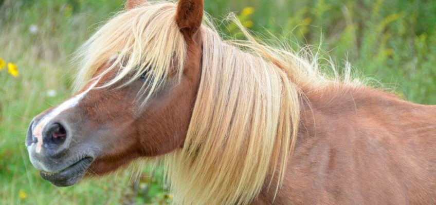 Virginia State Parks: Wild Pony long mane GH Grayson highlands State Park